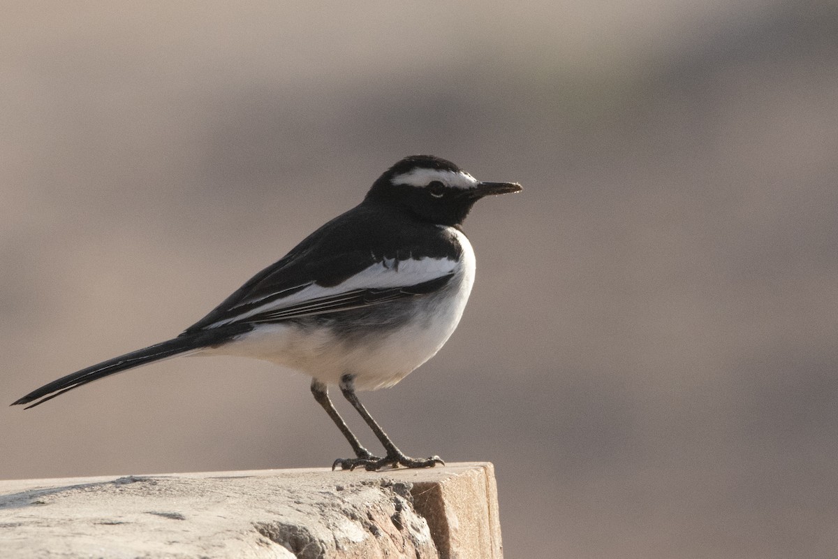 White-browed Wagtail - ML613030602