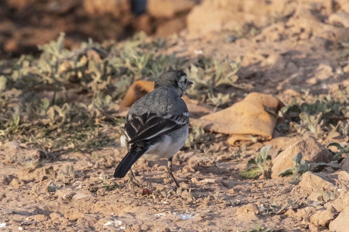 White Wagtail - Nazes Afroz