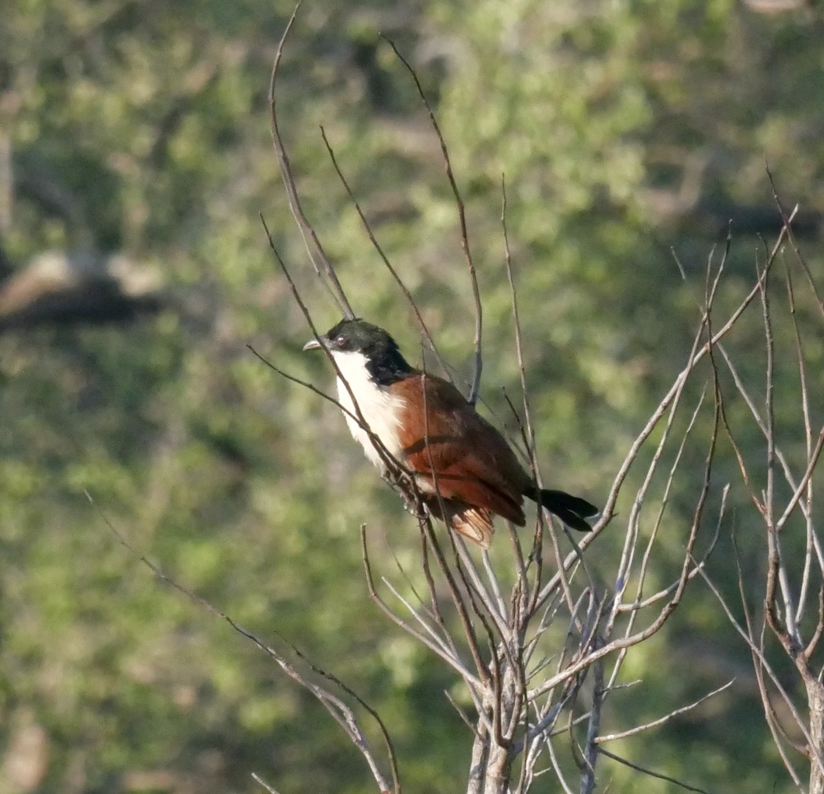 White-browed Coucal (Burchell's) - ML613030746