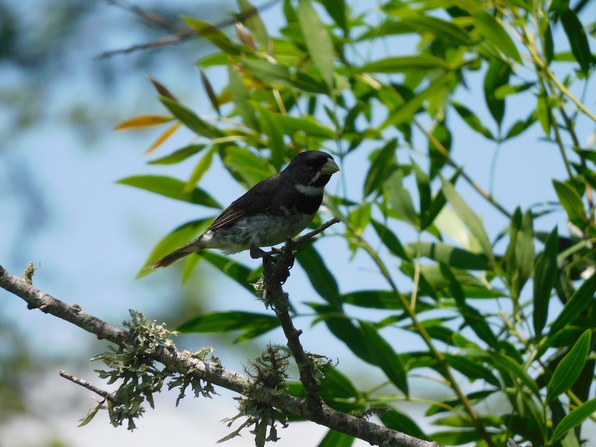 Double-collared Seedeater - Diego Cáceres Bentancor