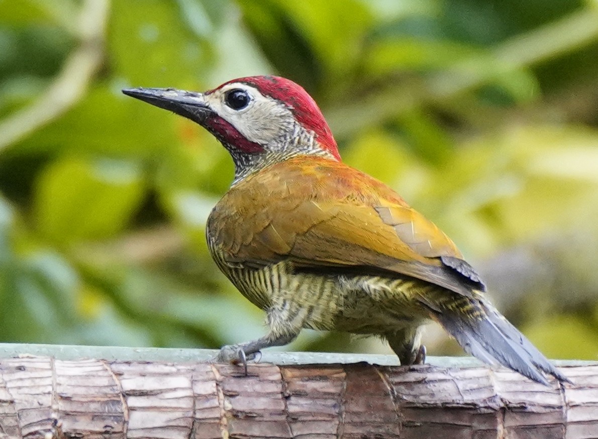 Golden-olive Woodpecker - ML613030913