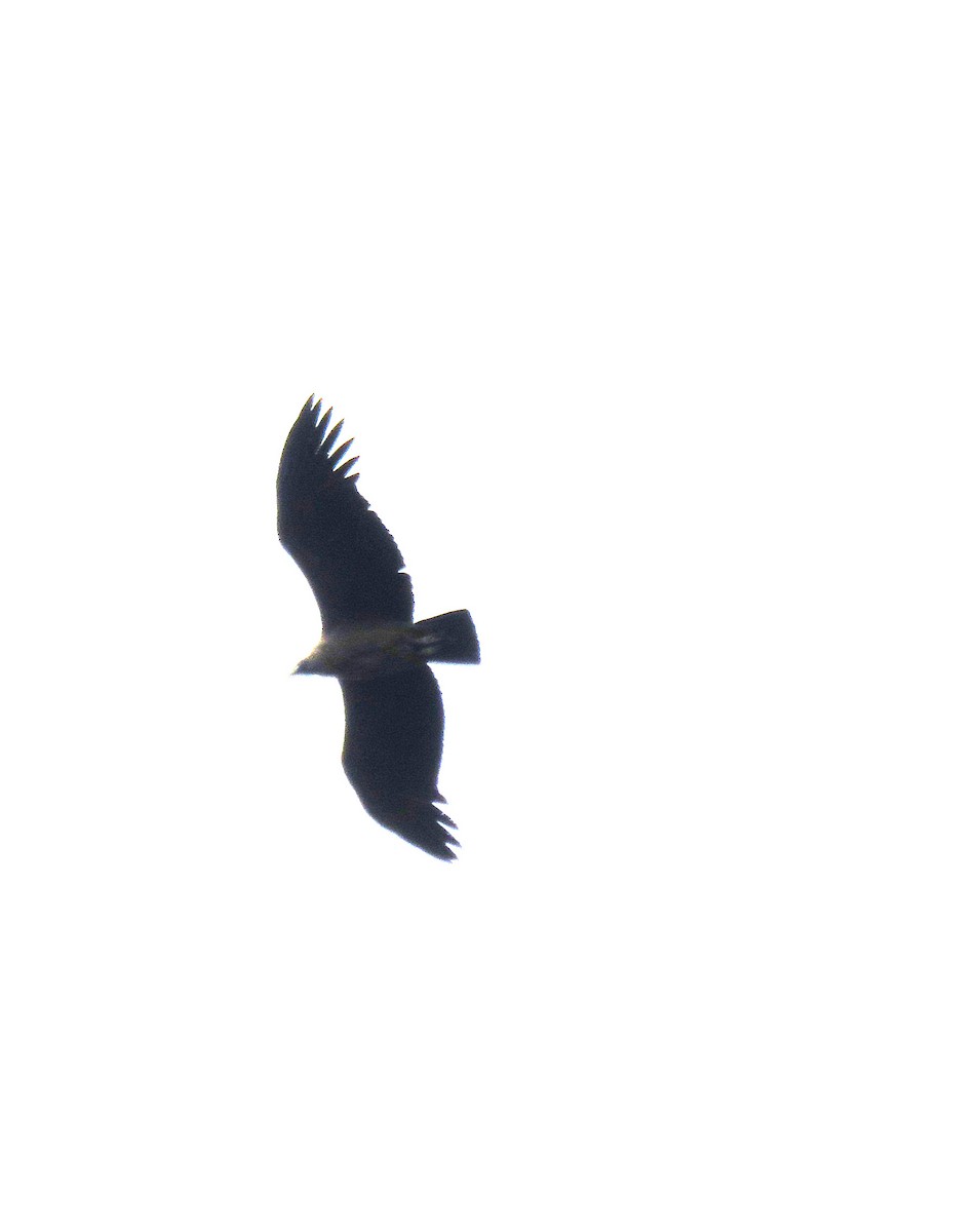 Andean Condor - ML613030967