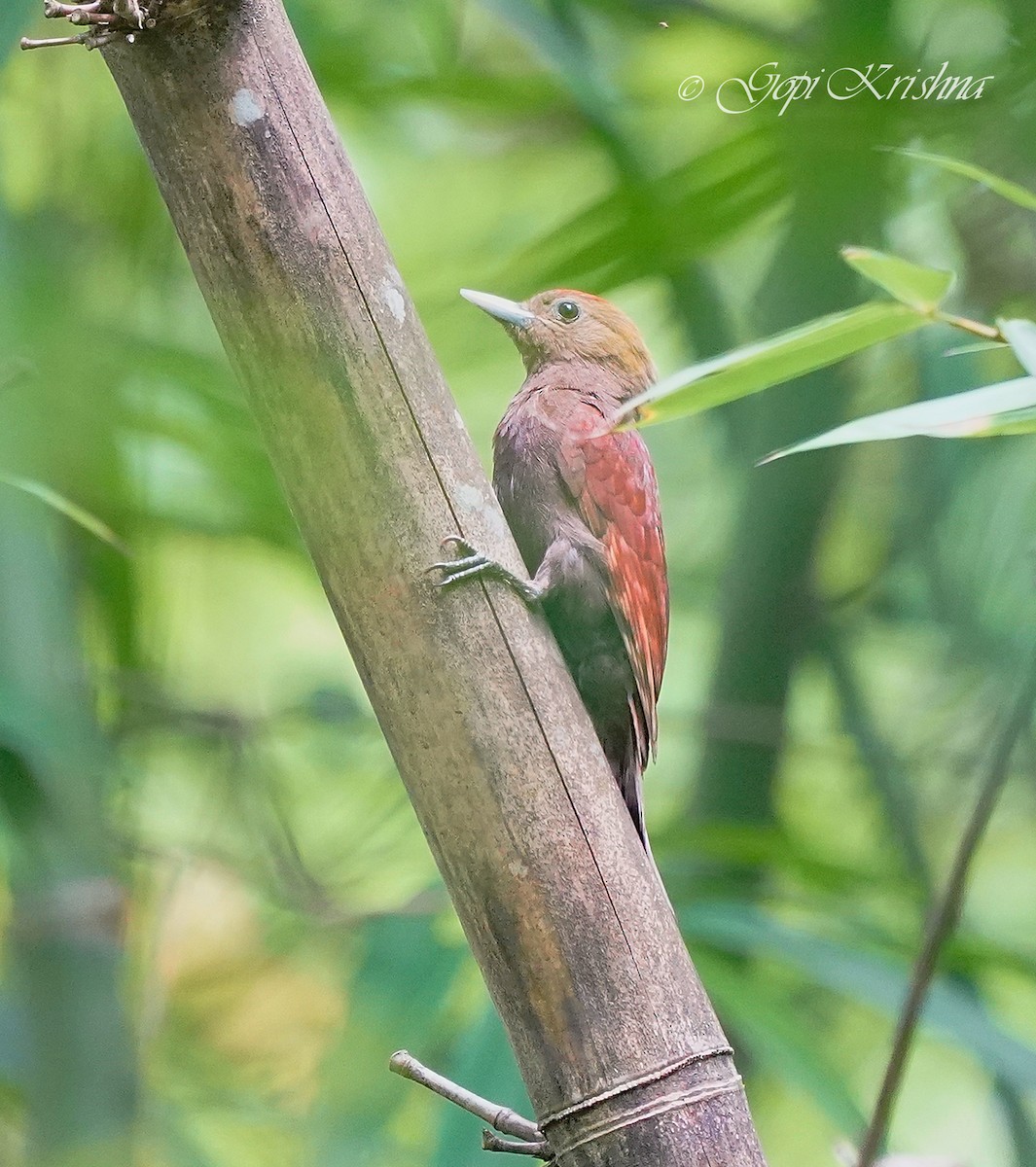 Pale-headed Woodpecker - ML613031243