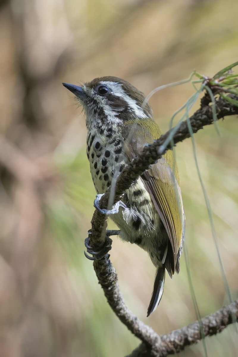 Speckled Piculet - ML613031323