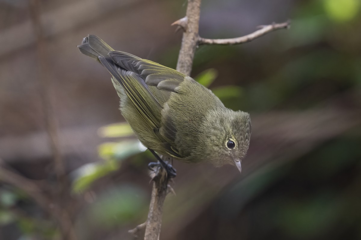 Yellow-browed Tit - ML613031346