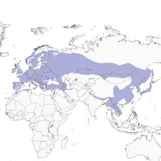 Distribution of the Eurasian Jay - Range Map