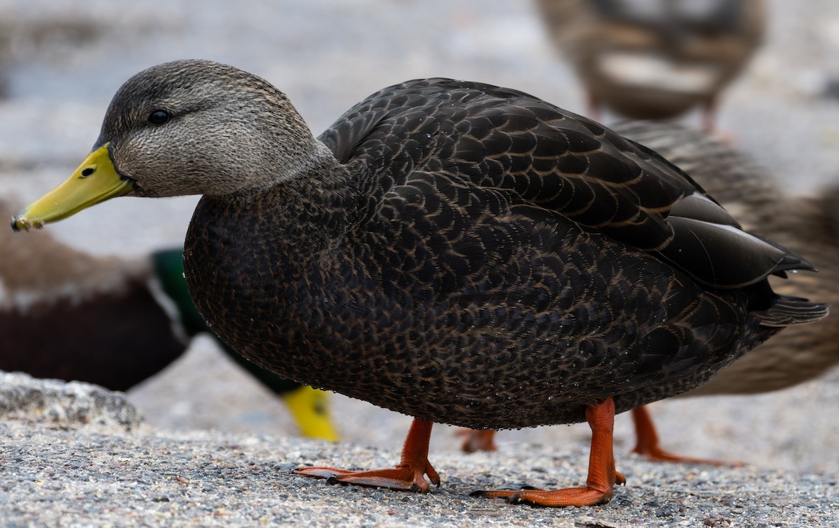 EBird Checklist 2 Jan 2024 Wisconsin River At Norway Street 2 Species   1200