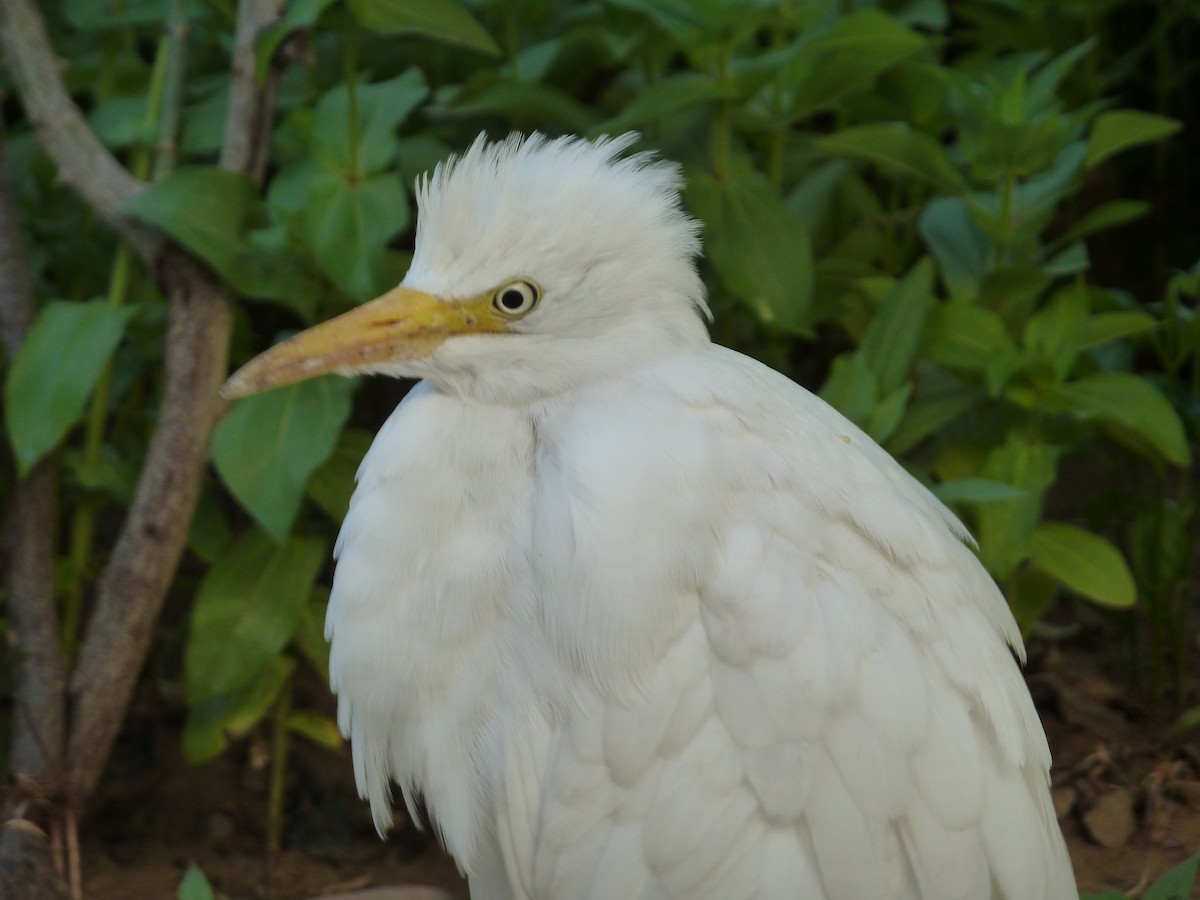 Чапля єгипетська (підвид ibis) - ML613031591