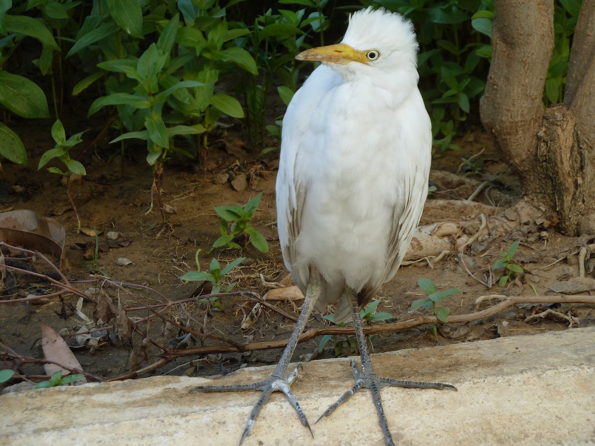 Чапля єгипетська (підвид ibis) - ML613031621