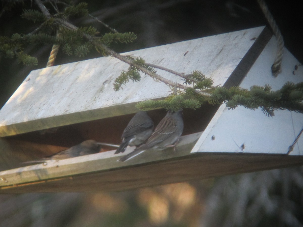 Dark-eyed Junco x White-throated Sparrow (hybrid) - ML613031662