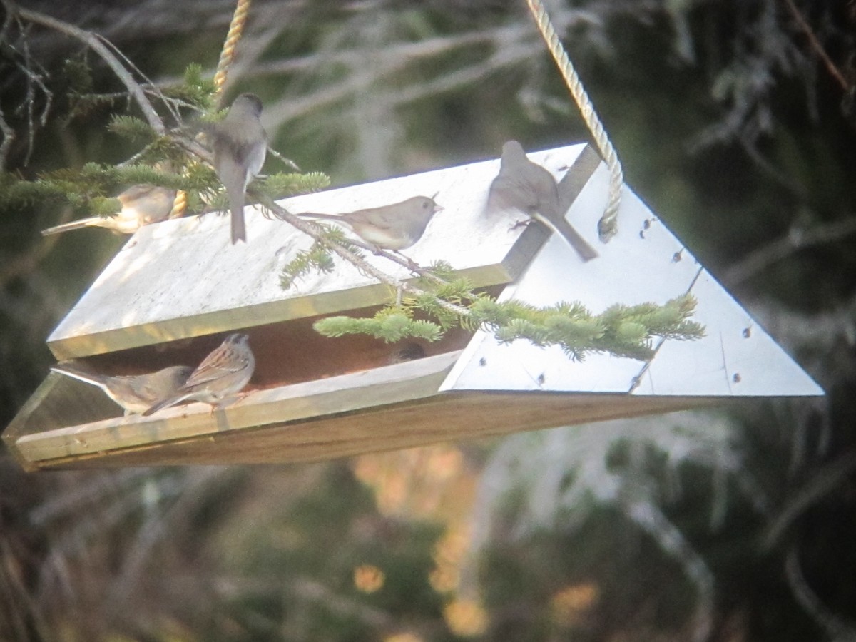 Dark-eyed Junco x White-throated Sparrow (hybrid) - ML613031663