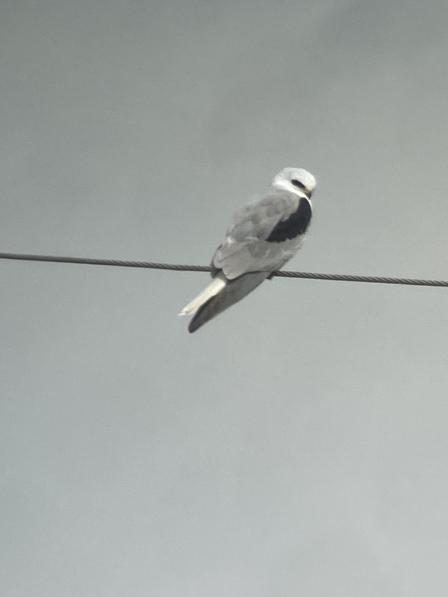 White-tailed Kite - ML613031921