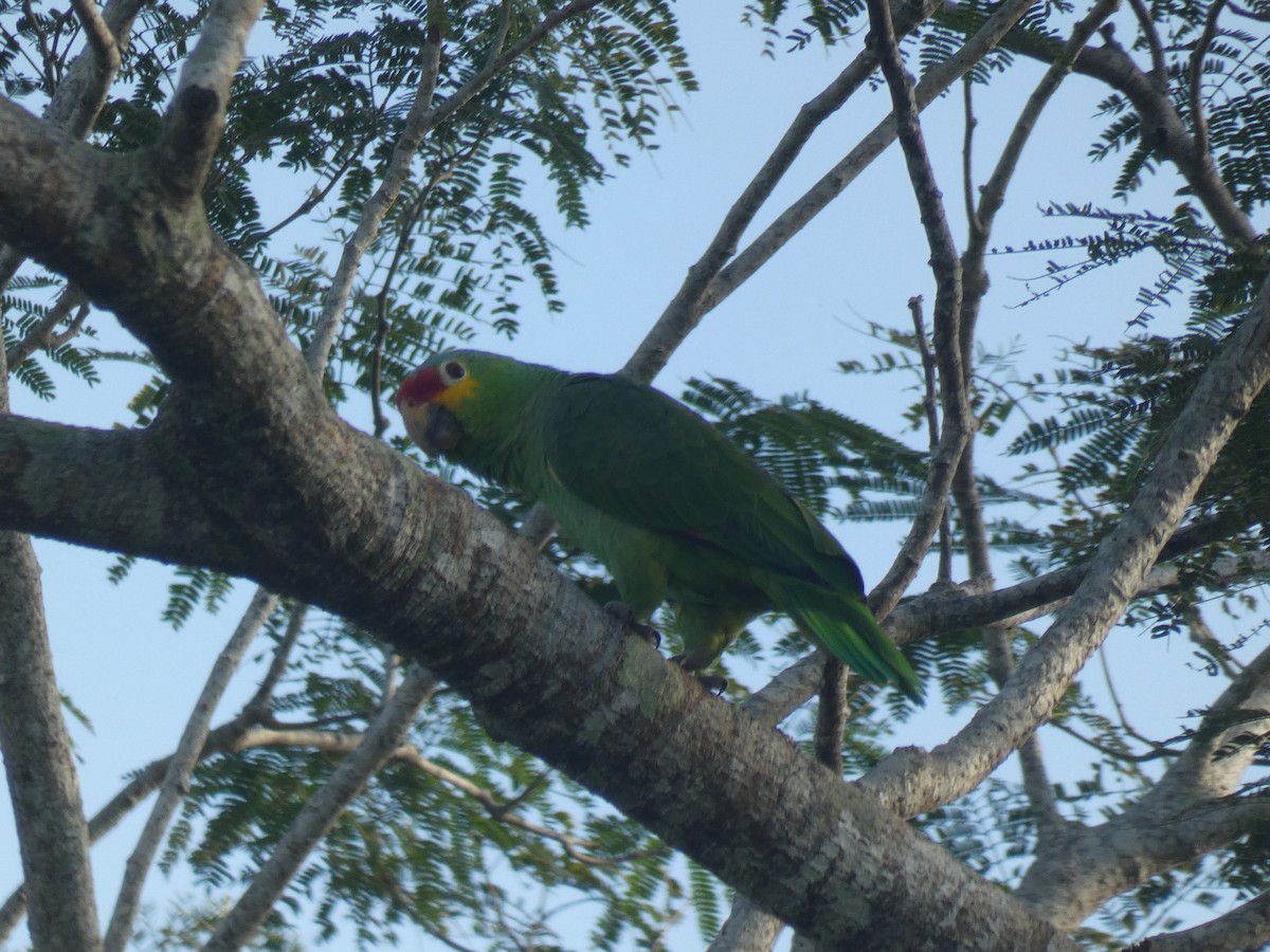 Red-lored Parrot - ML613032061