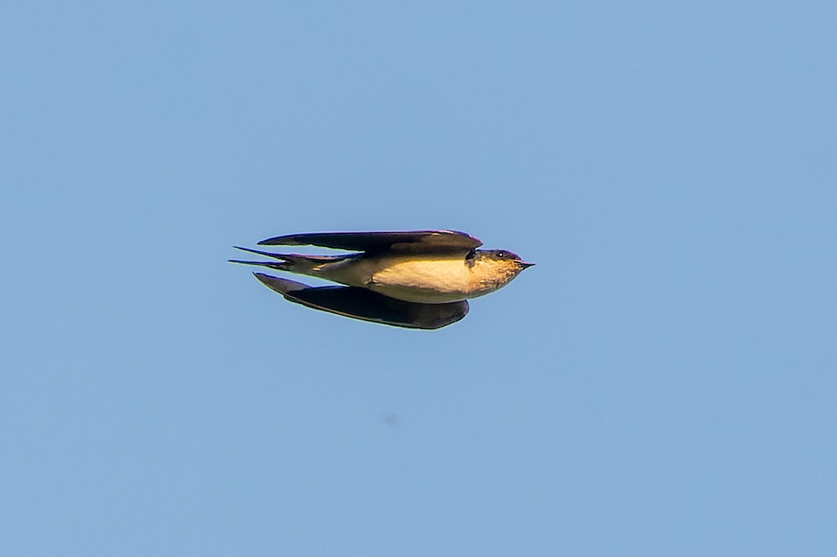 Ethiopian Swallow - ML613032184