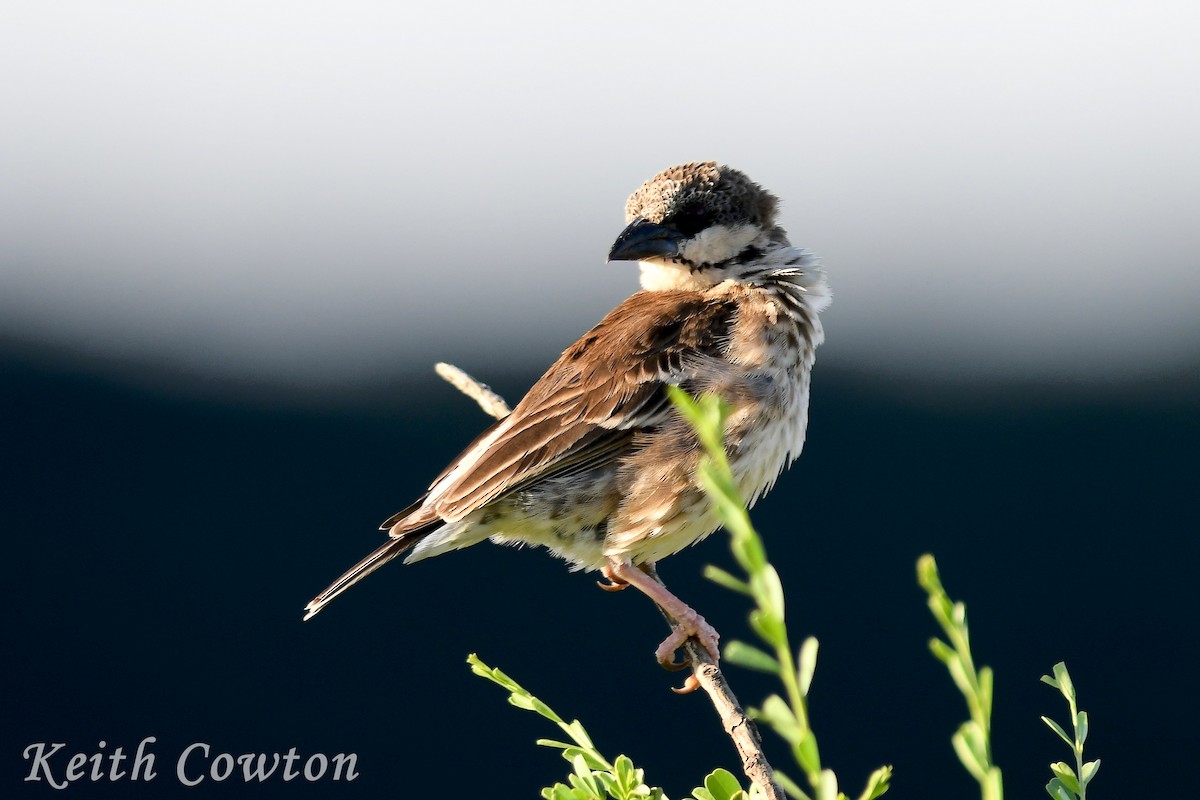Donaldson Smith's Sparrow-Weaver - ML613032500