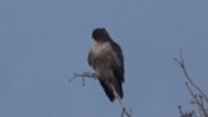 Red-tailed Hawk (calurus/alascensis) - ML613032567