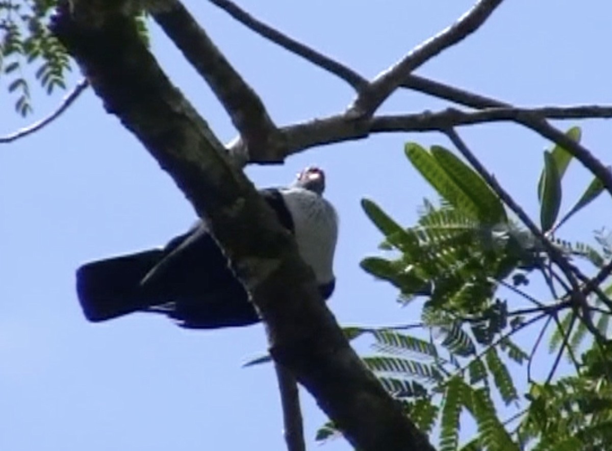Seychelles Blue-Pigeon - ML613033110