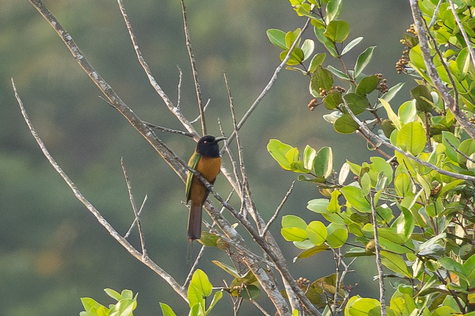 Black-headed Bee-eater - ML613033239