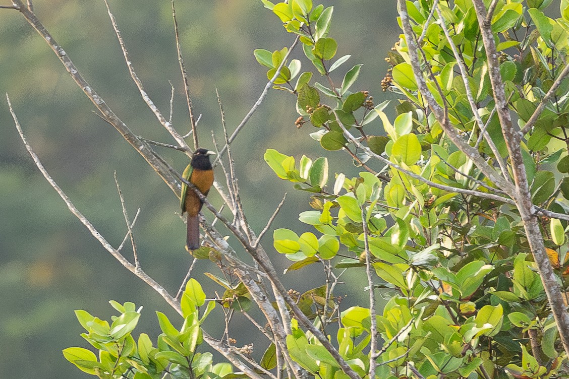 Black-headed Bee-eater - ML613033240