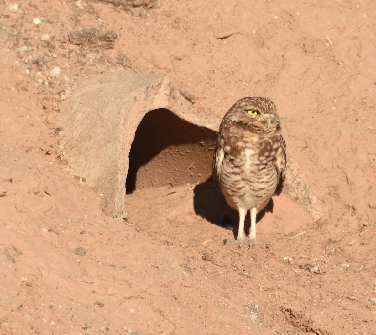 Burrowing Owl - ML613033254