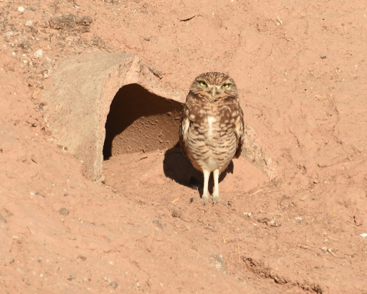 Burrowing Owl - ML613033255
