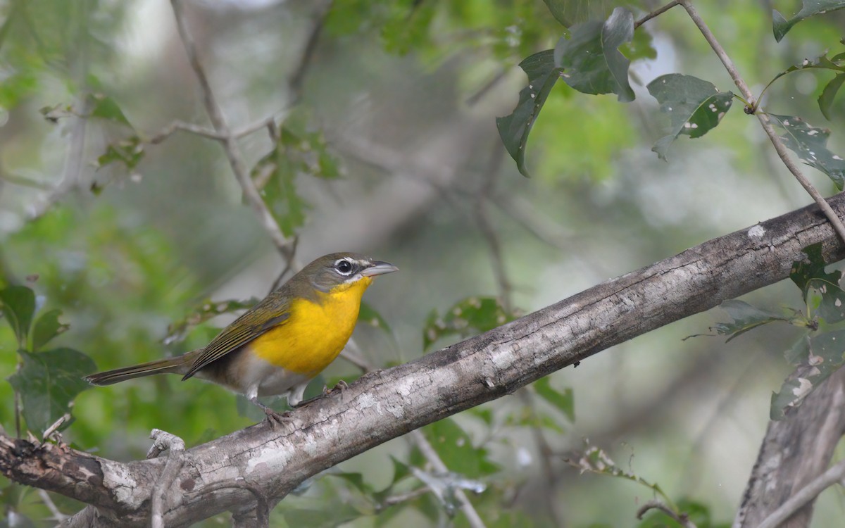 Yellow-breasted Chat - Luis Trinchan