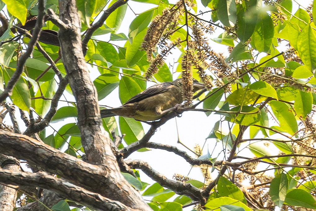Yellow-throated Tinkerbird - ML613033404
