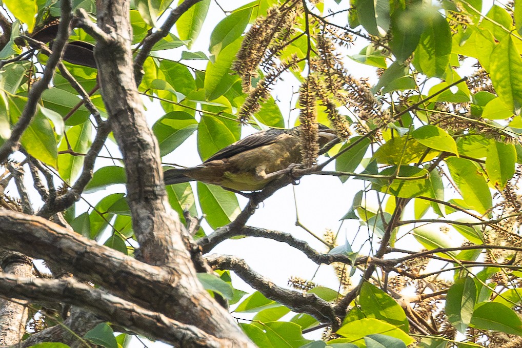 Yellow-throated Tinkerbird - ML613033405