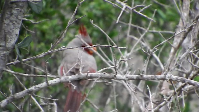 Попугаевый кардинал - ML613033604