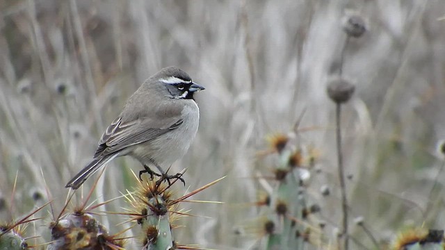 Black-throated Sparrow - ML613033624
