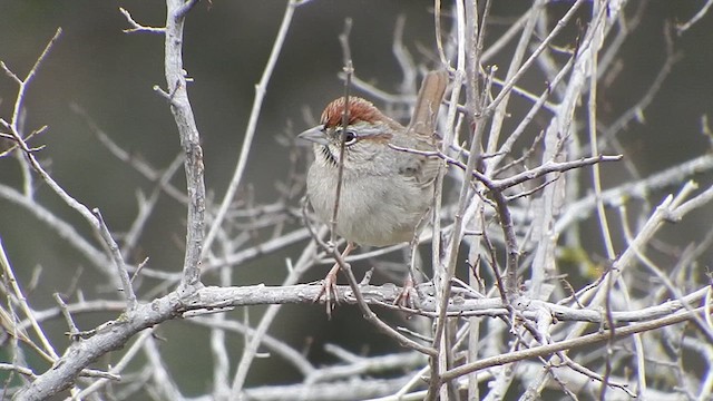 Rufous-crowned Sparrow - ML613033629