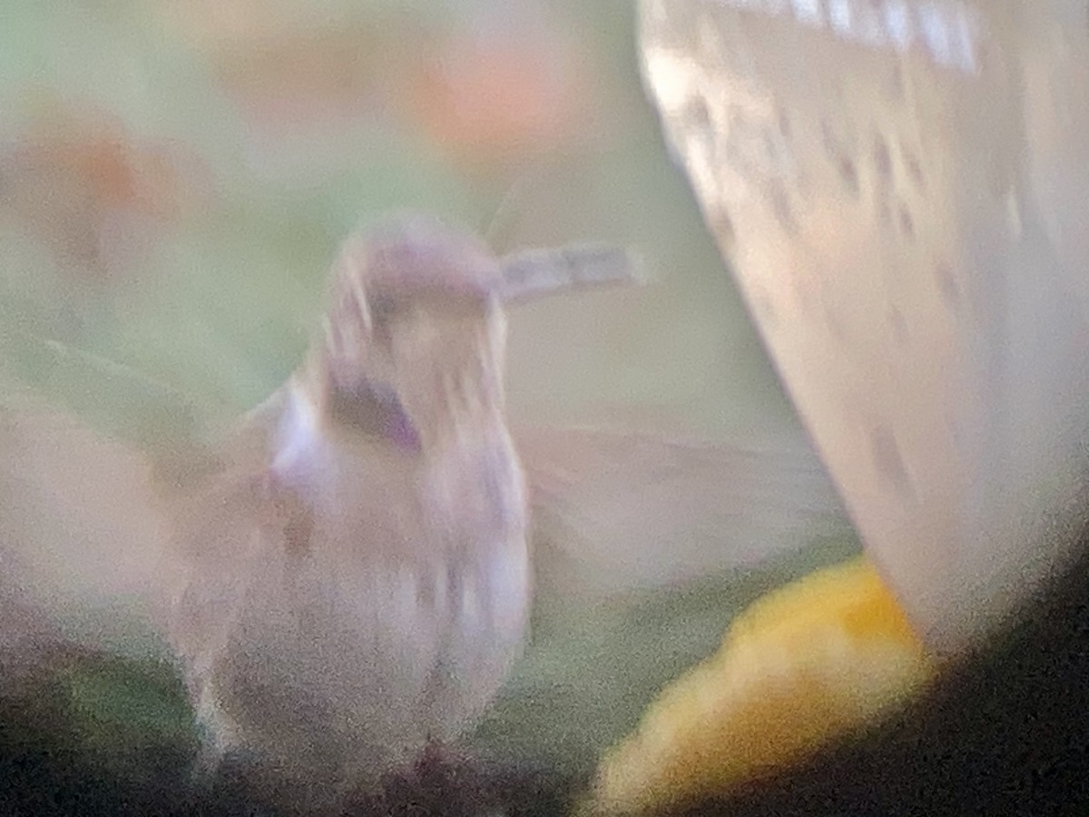 Black-chinned Hummingbird - ML613034006
