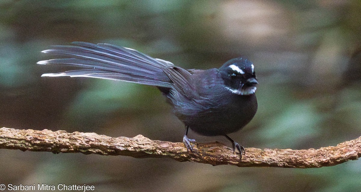 White-throated Fantail - ML613034083