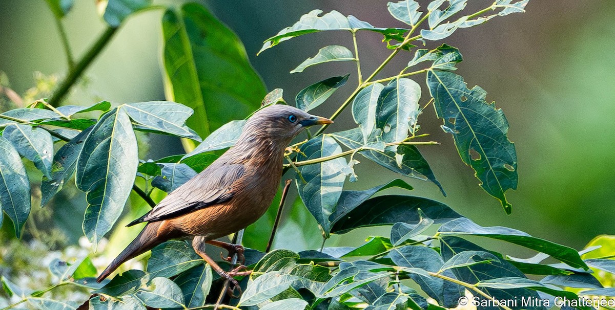 Chestnut-tailed Starling - ML613034118