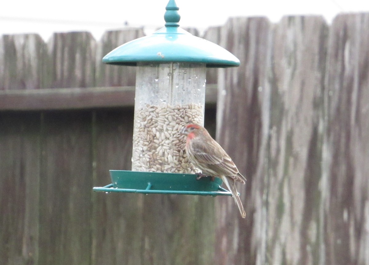 EBird Checklist 3 Jan 2024 BellaVita Neighborhood Access Limited   1200