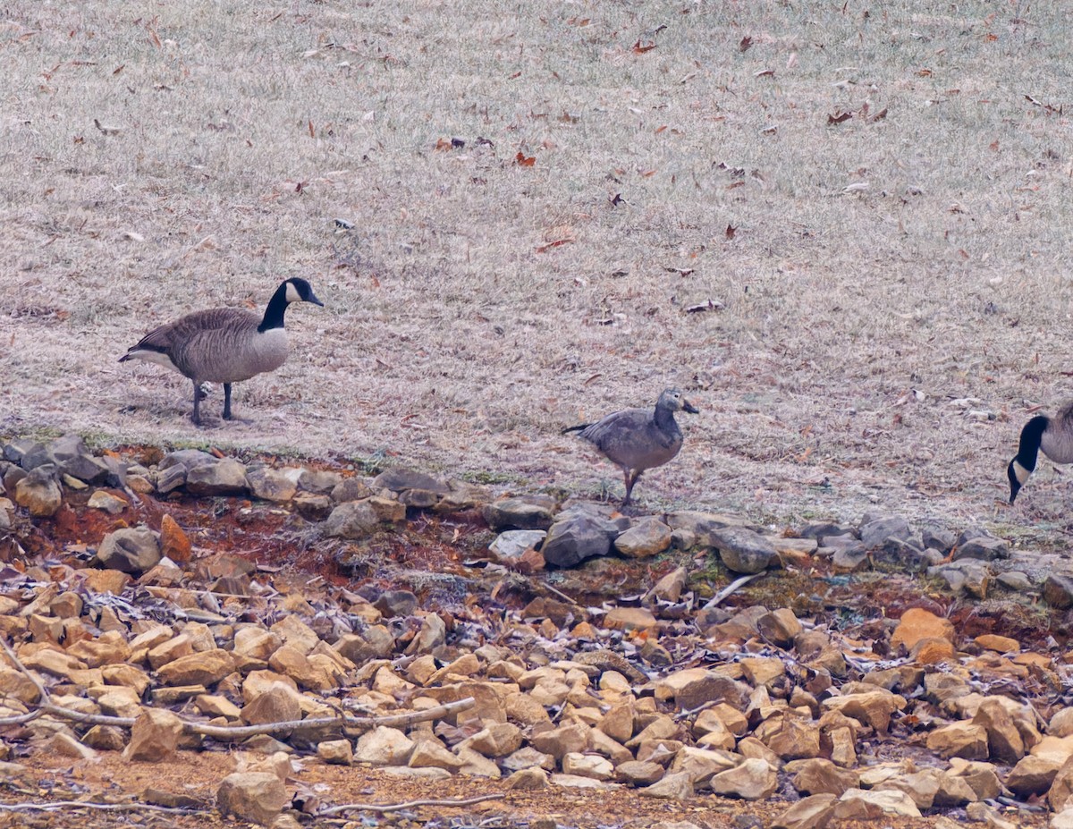 EBird Checklist 3 Jan 2024 Harvest Farm Lake 4 Species   1200