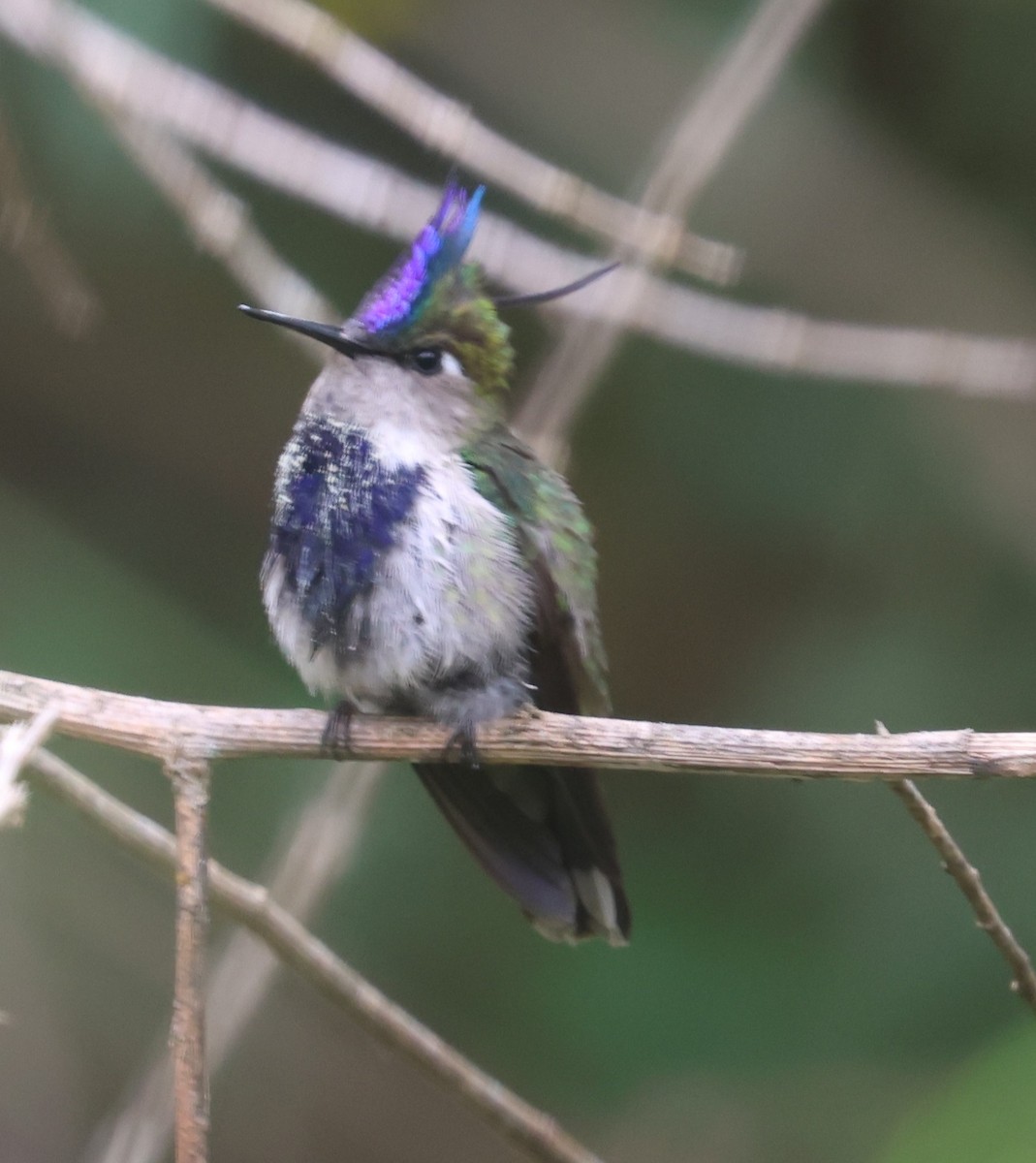 Purple-crowned Plovercrest - Michael Clay