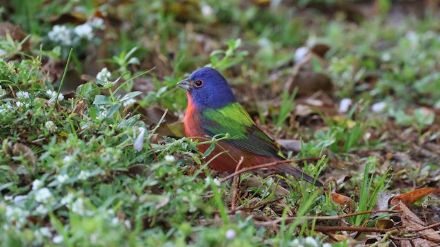 Painted Bunting - ML613034729