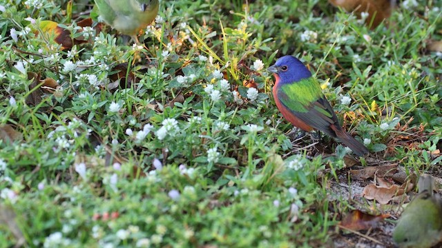 Painted Bunting - ML613034731