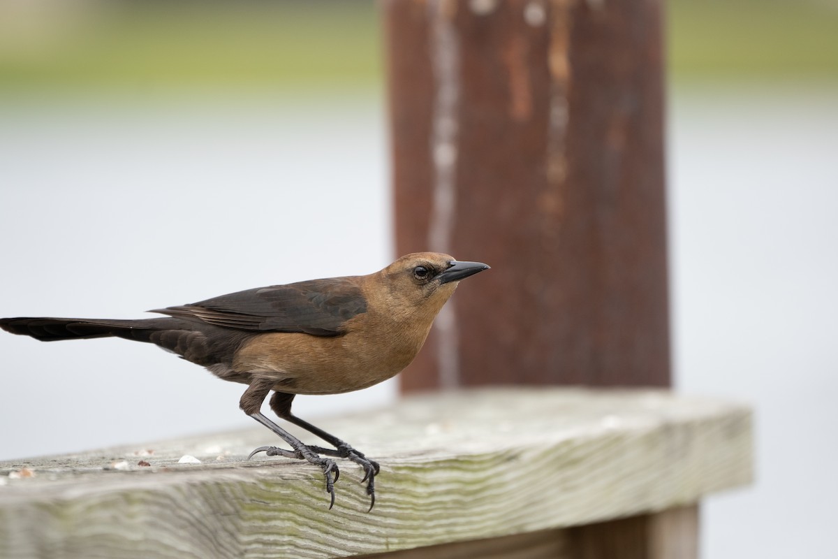 Boat-tailed Grackle - ML613035016