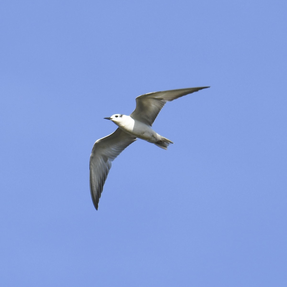 White-winged Tern - ML613035155