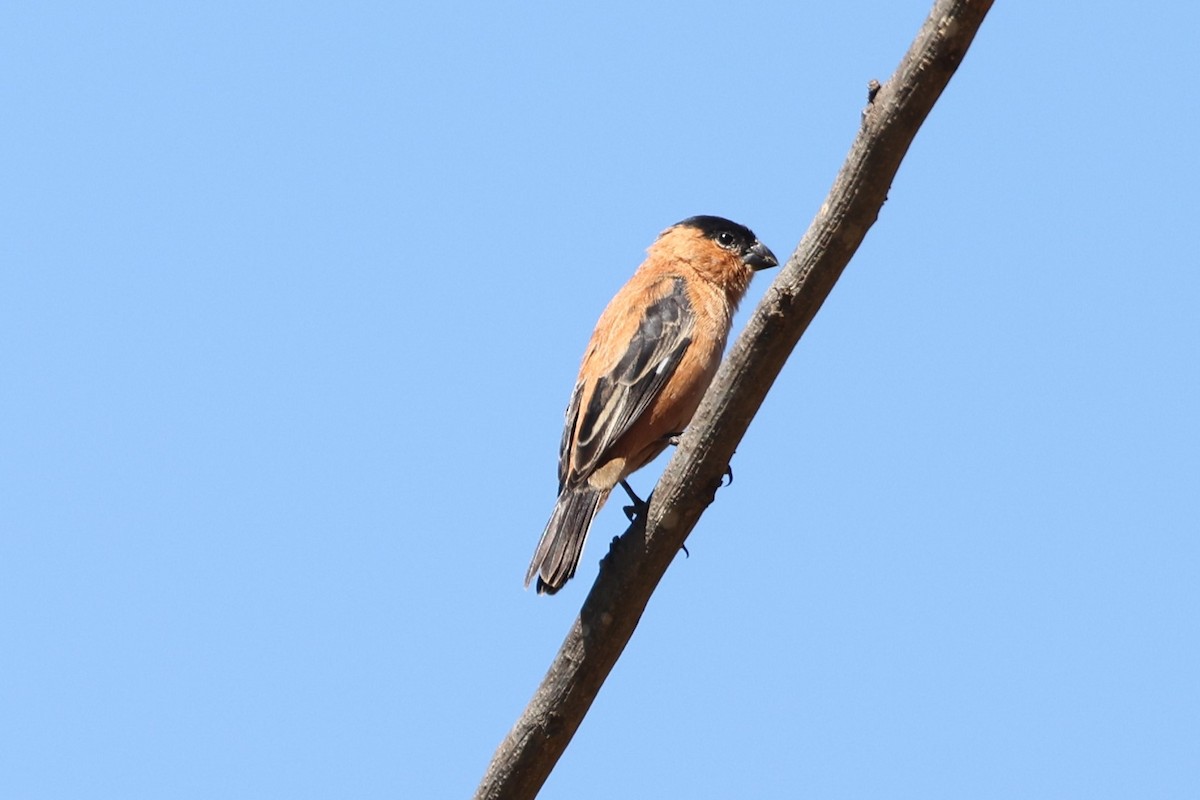 Copper Seedeater - ML613035176