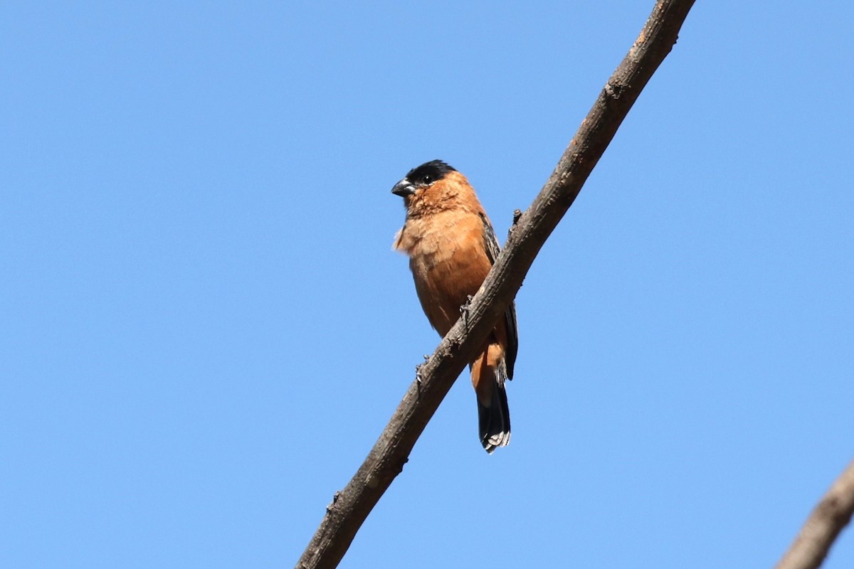 Copper Seedeater - ML613035181