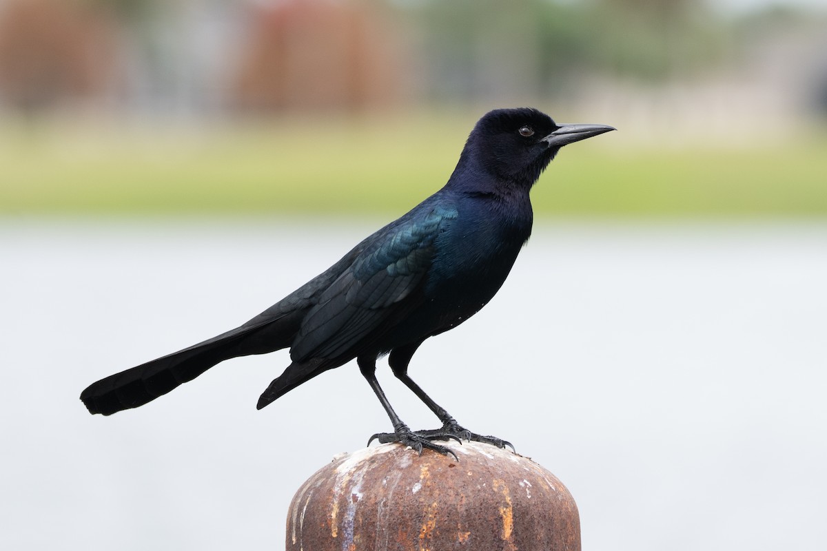 Boat-tailed Grackle - ML613035223