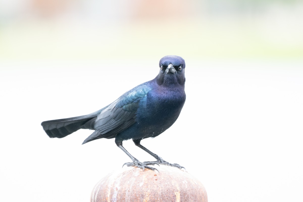 Boat-tailed Grackle - ML613035224