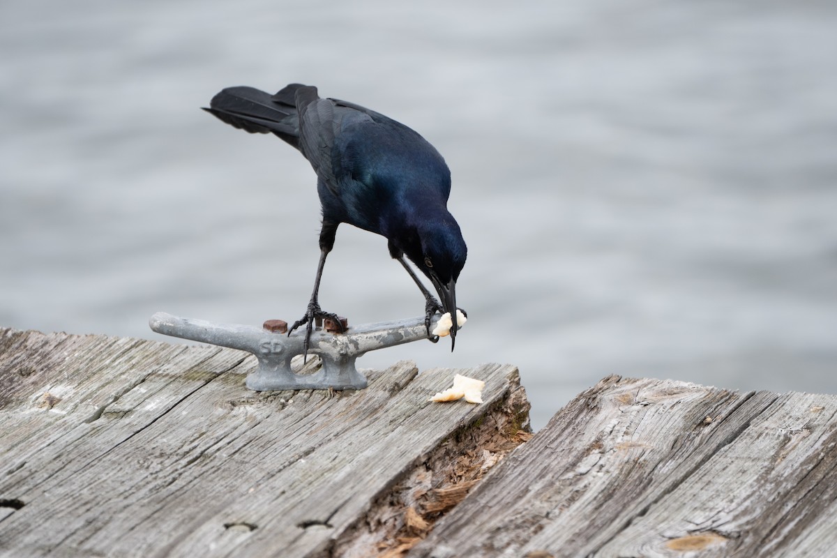 Boat-tailed Grackle - ML613035225