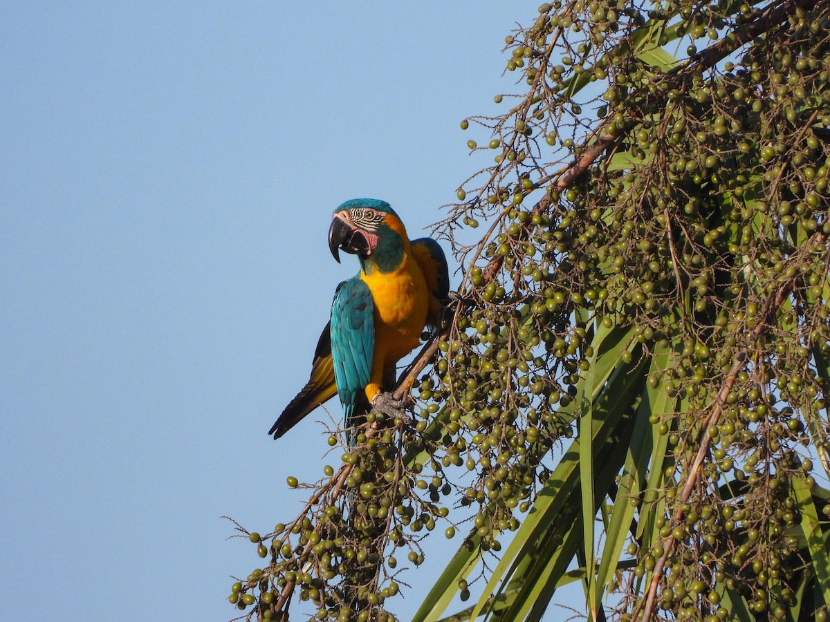 Blue-throated Macaw - ML613035479