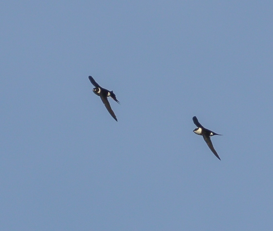 Lesser Swallow-tailed Swift - ML613035734