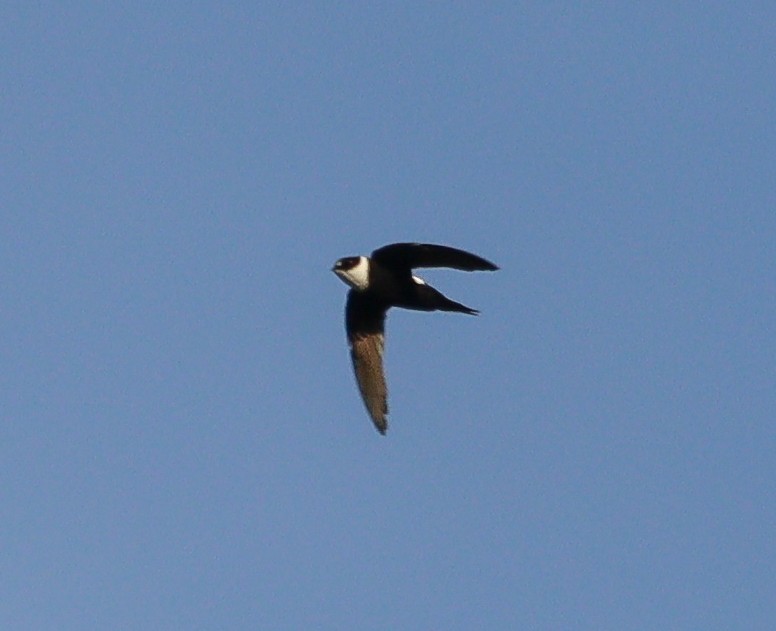 Lesser Swallow-tailed Swift - ML613035738