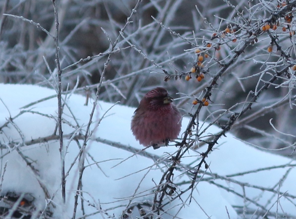 Red-mantled Rosefinch - ML613035742